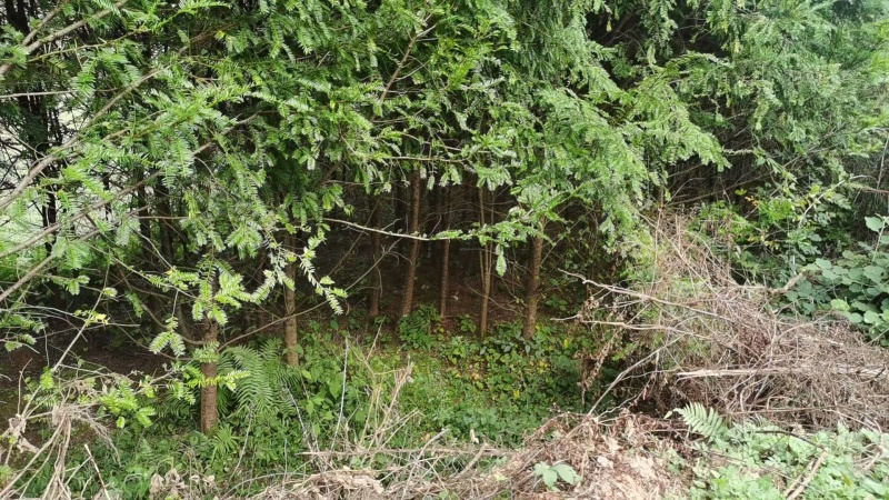 红豆杉树
