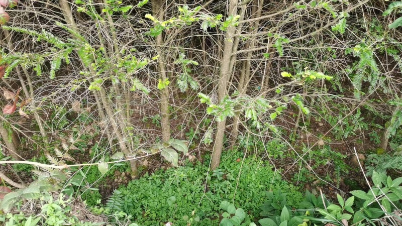 红豆杉树