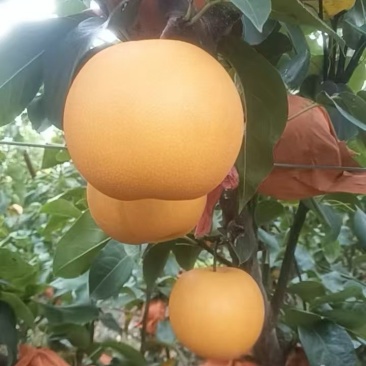 现摘秋月梨