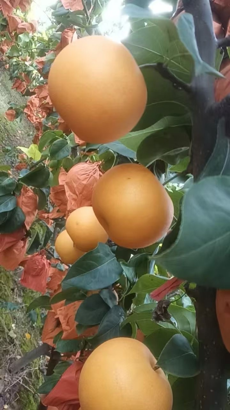 现摘秋月梨