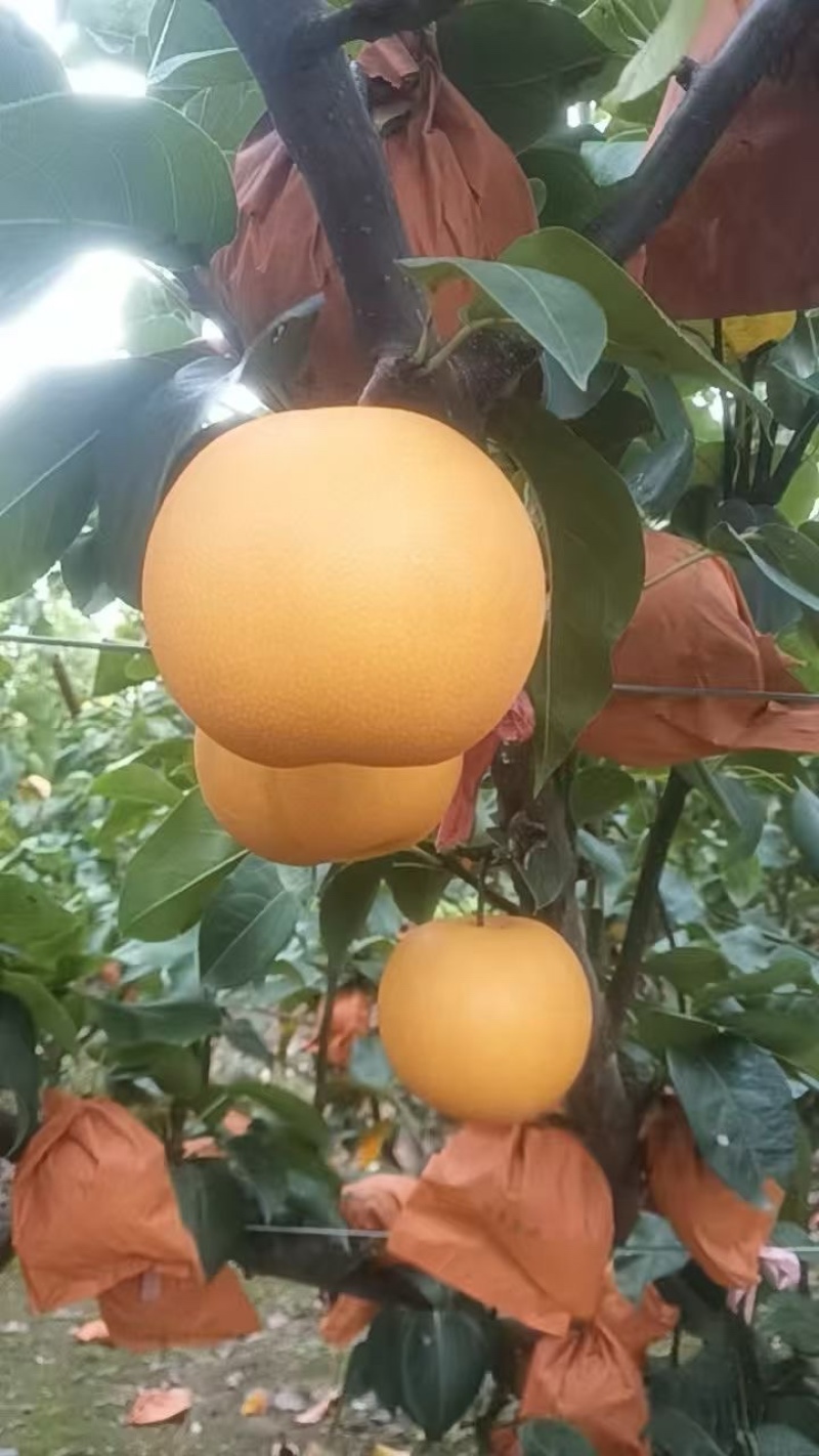 现摘秋月梨