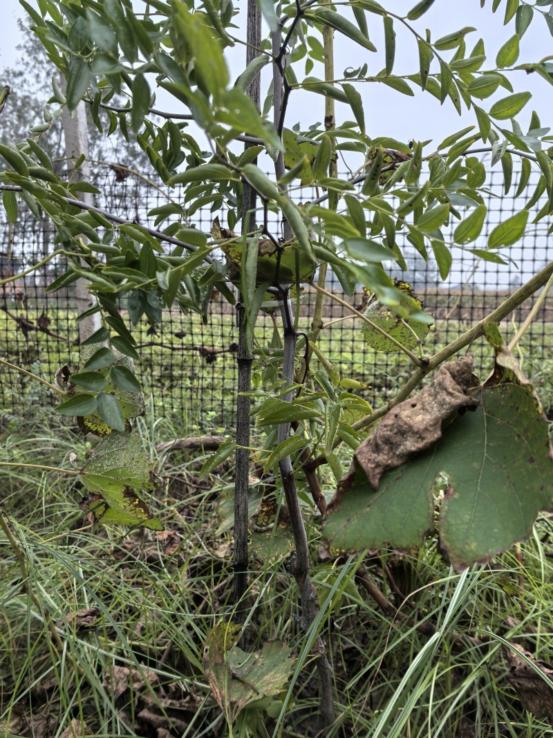 蟠枣树苗