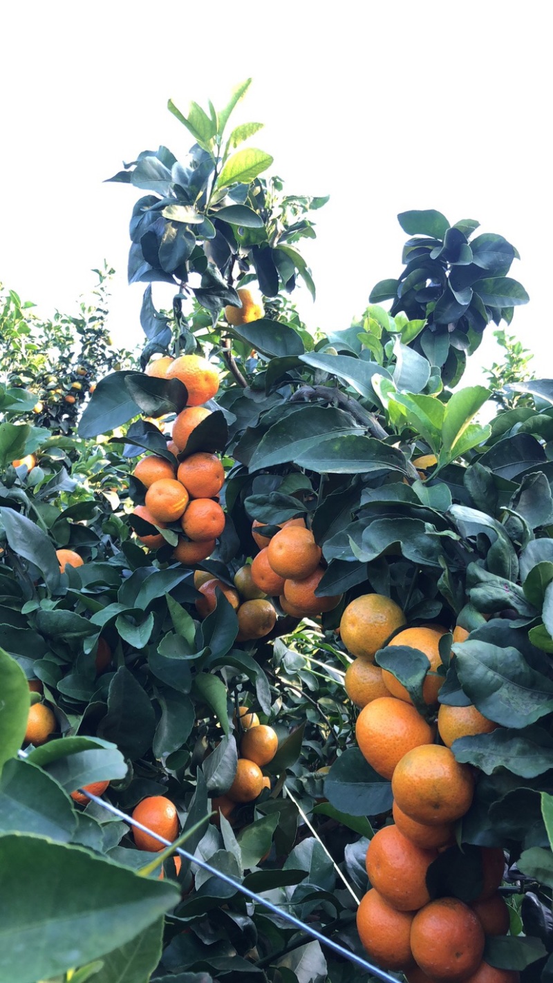 云南蜜橘