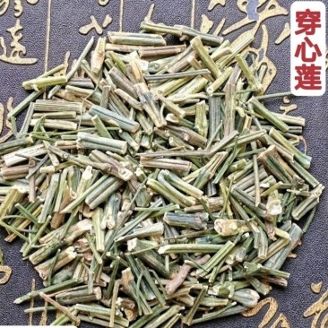 穿心莲批发零售穿心莲味苦量大从优
