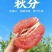 平和琯溪蜜柚