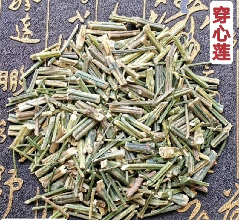 穿心莲批发零售穿心莲味苦量大从优