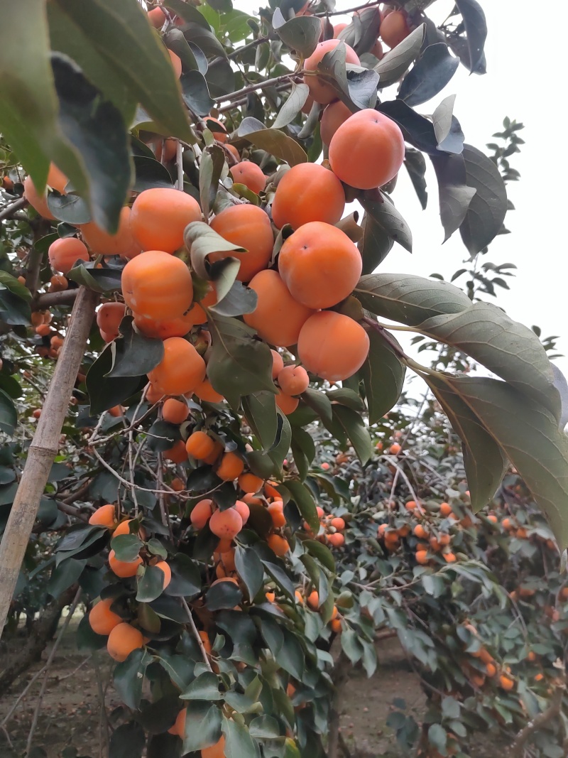 火葫芦柿子，甜柿子，脆柿子，软柿子