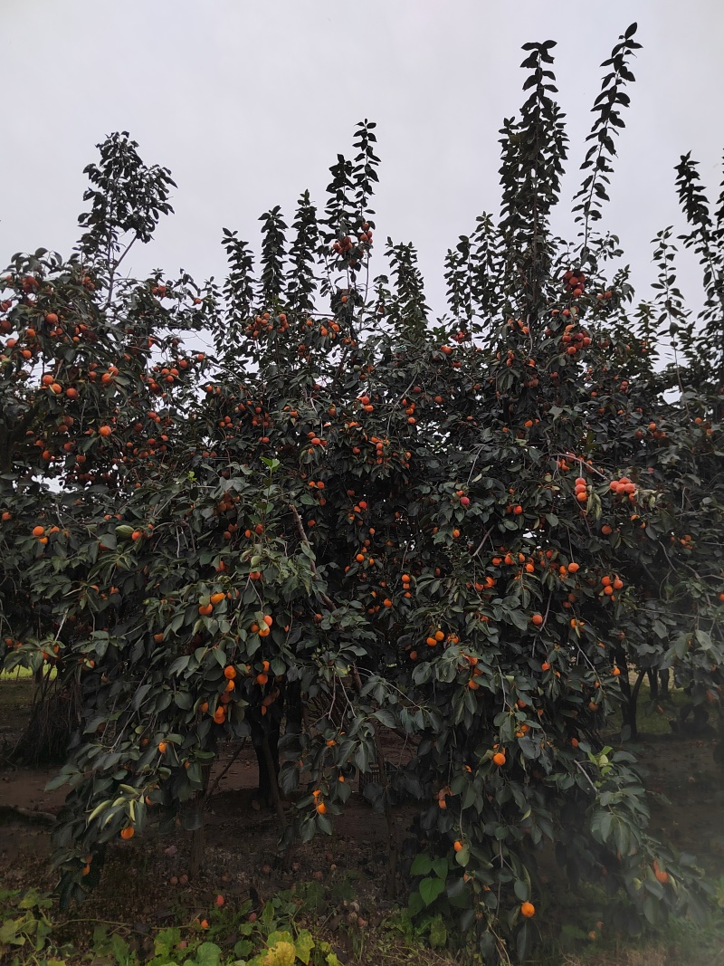 火葫芦柿子，甜柿子，脆柿子，软柿子
