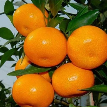 小叶蜜橘🍊橘子柑橘产地直销量大从优可视频看货对接全国