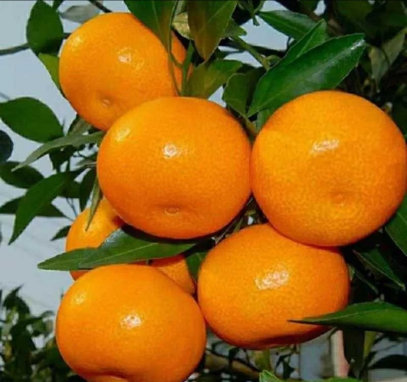 小叶蜜橘🍊橘子柑橘产地直销量大从优可视频看货对接全国