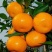 小叶蜜橘🍊橘子柑橘产地直销量大从优可视频看货对接全国