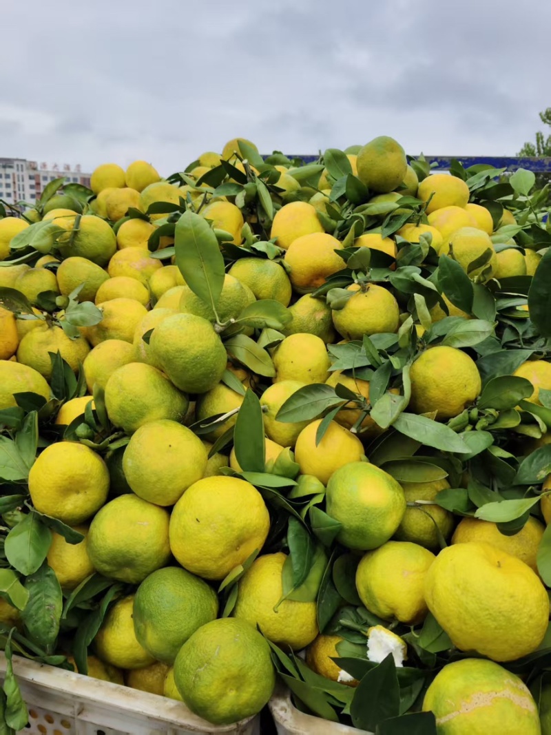 小叶蜜橘🍊橘子柑橘产地直销量大从优可视频看货对接全国