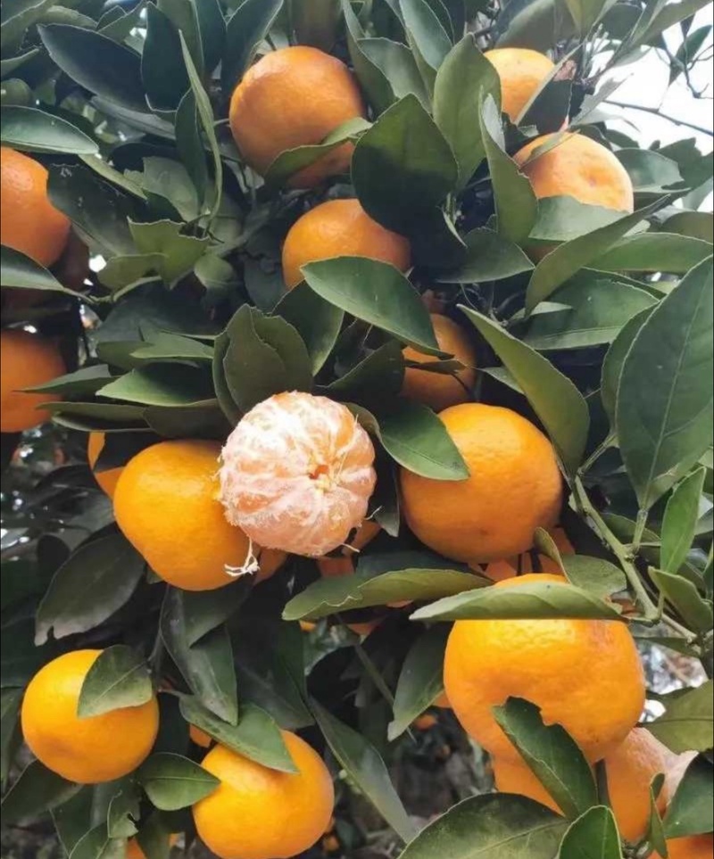 小叶蜜橘🍊橘子柑橘产地直销量大从优可视频看货对接全国