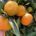 小叶蜜橘🍊橘子柑橘产地直销量大从优可视频看货对接全国