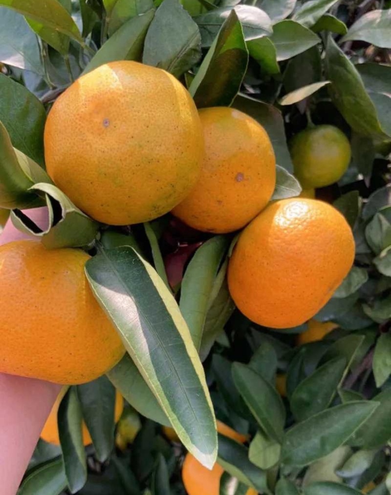 小叶蜜橘🍊橘子柑橘产地直销量大从优可视频看货对接全国