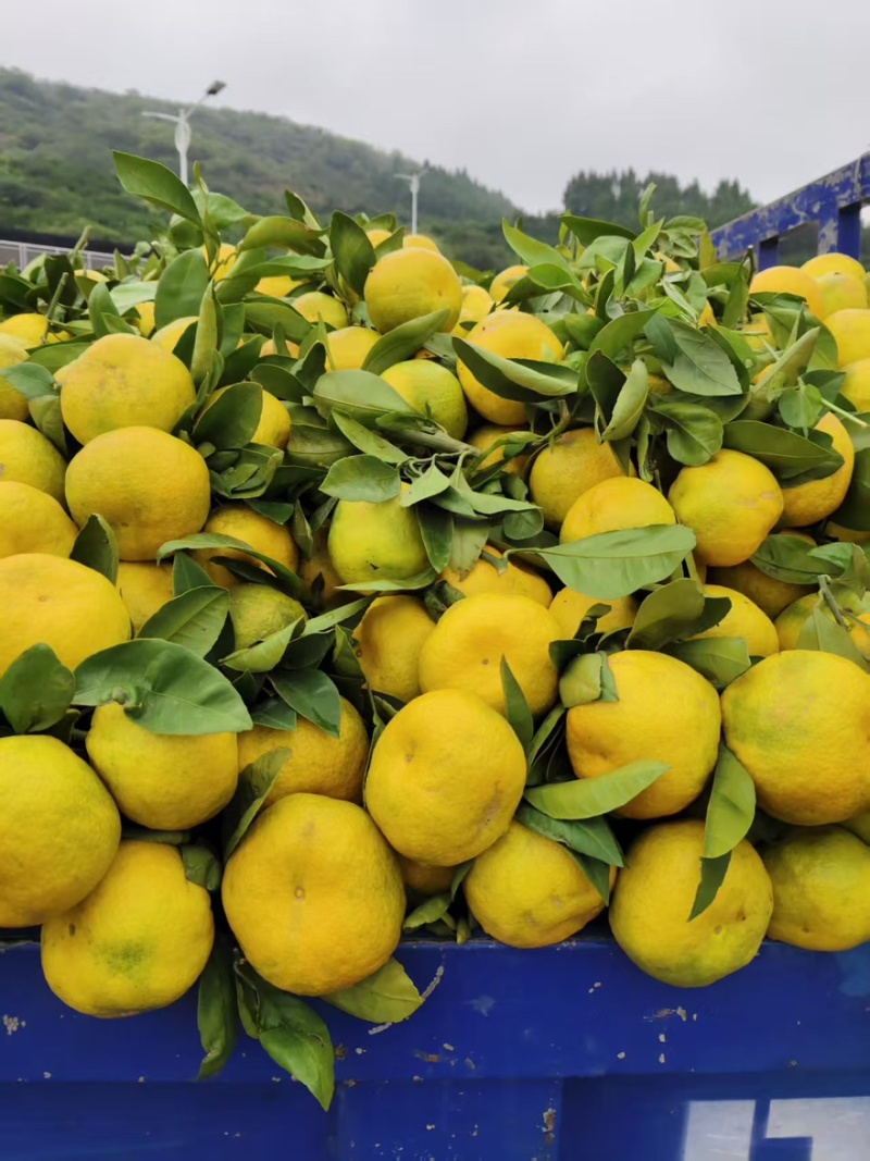 小叶蜜橘🍊橘子柑橘产地直销量大从优可视频看货对接全国