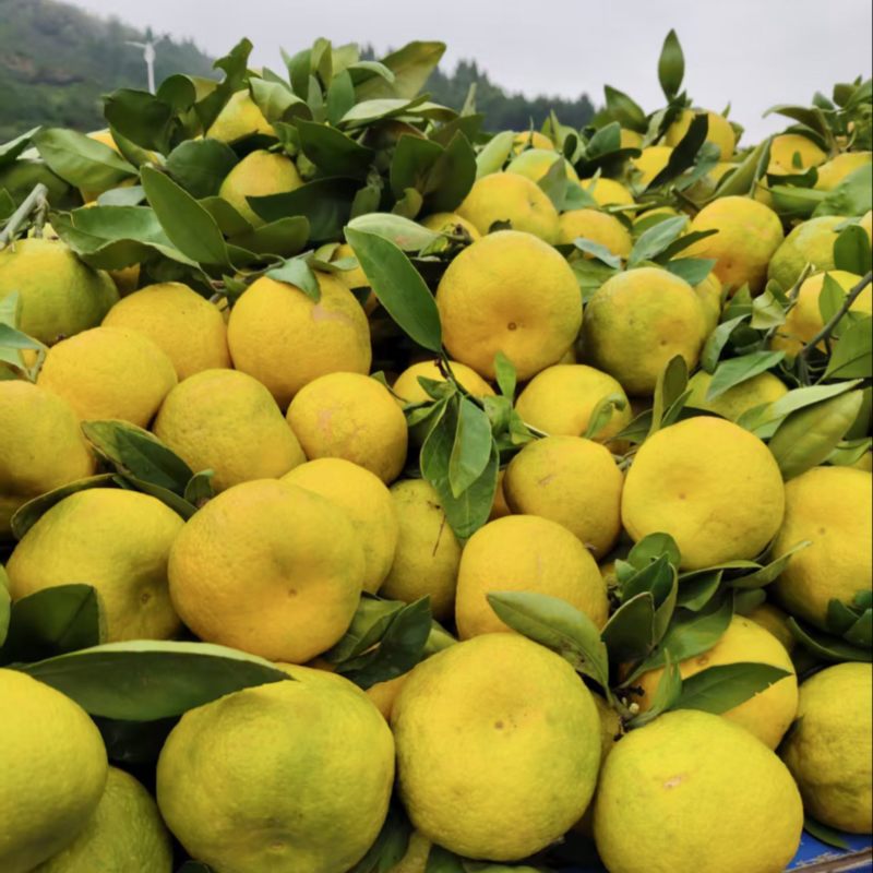 【实力推荐】小叶蜜桔蜜橘橘子🍊皮薄汁多味甜量大从优视频