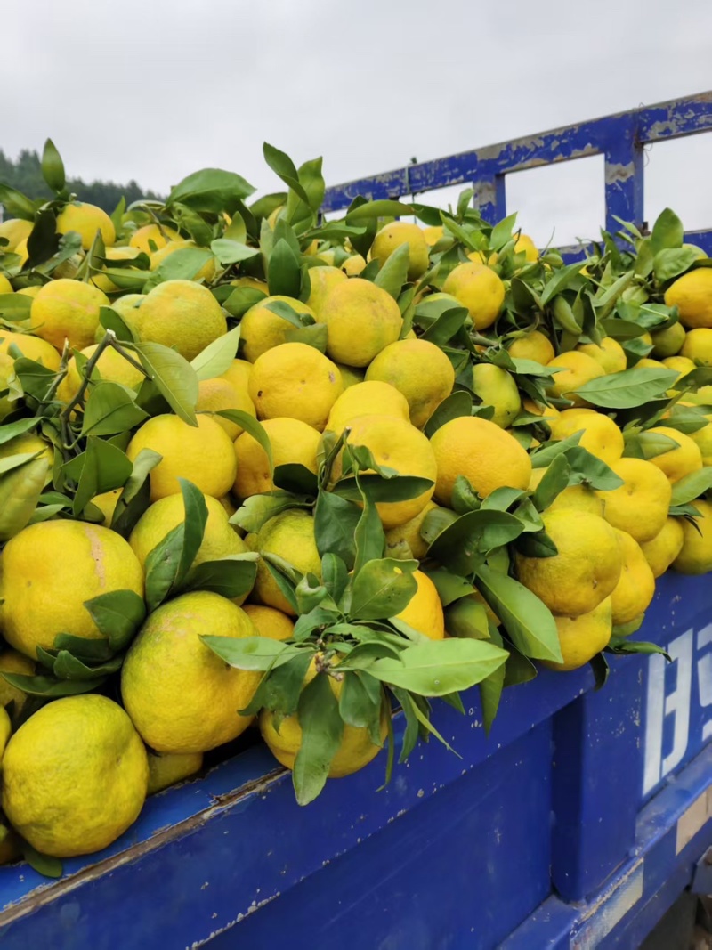 【实力推荐】小叶蜜桔蜜橘橘子🍊皮薄汁多味甜量大从优视频