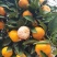 【实力推荐】小叶蜜桔蜜橘橘子🍊皮薄汁多味甜量大从优视频