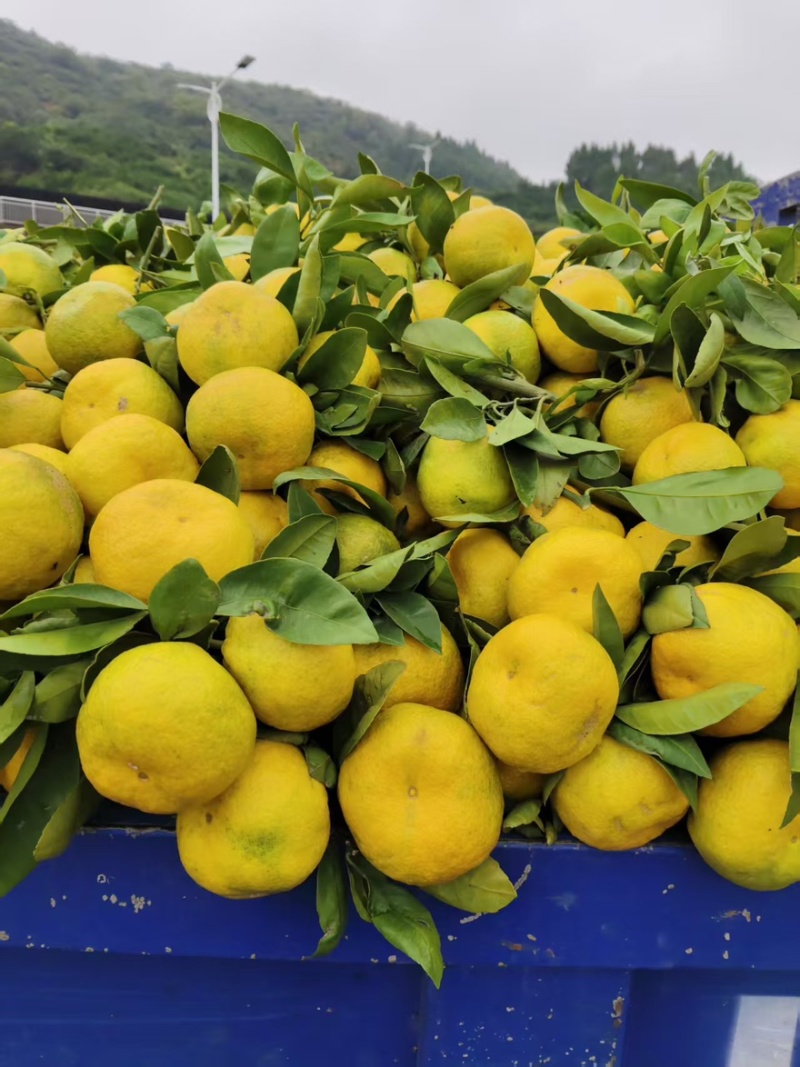【实力推荐】小叶蜜桔蜜橘橘子🍊皮薄汁多味甜量大从优视频
