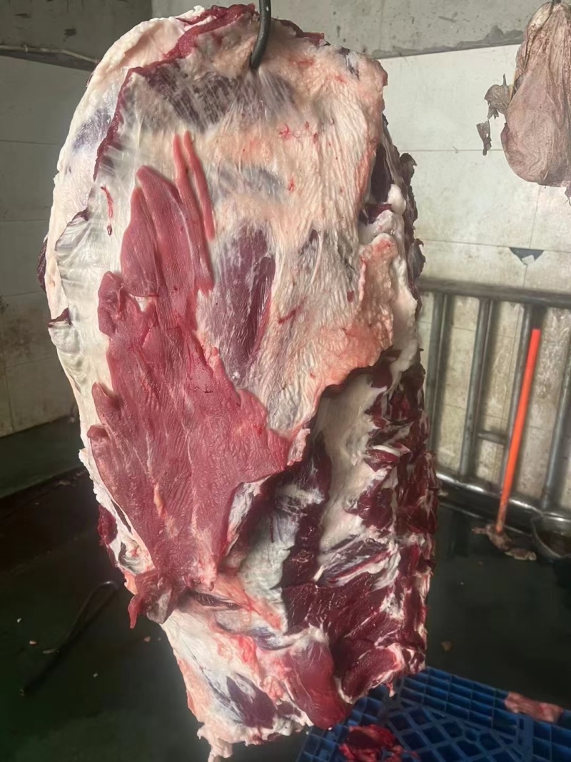 满肉母牛排切条。。。。。。。。。。。。。。。。