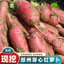 江苏邳州市萝卜，红皮萝卜，大量供应基地直发，对接全国