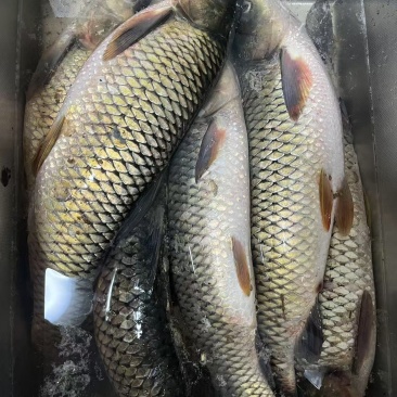 高品质草鱼喂食自打饲料，不喂各种粪，***草鱼