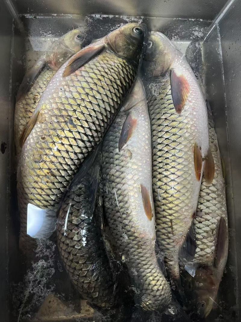 高品质草鱼喂食自打饲料，不喂各种粪，***草鱼