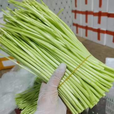 芦蒿