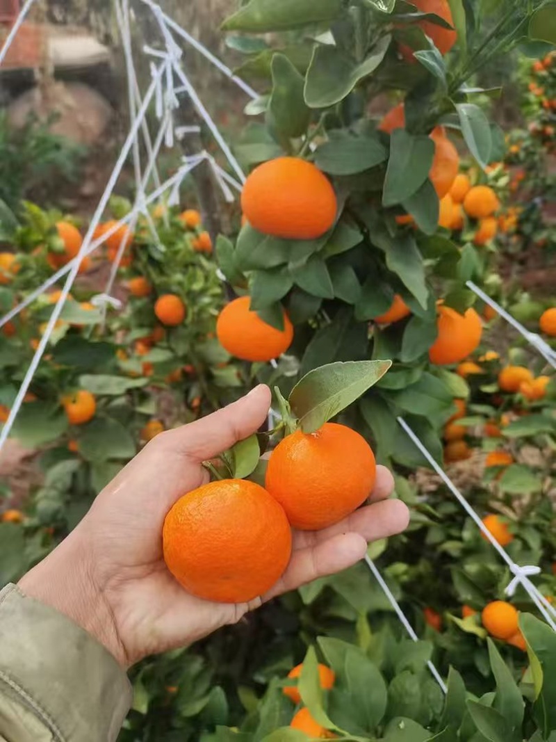 云南精品沙糖桔保质保量量大从优糖度高可视频看货