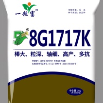 辽宁昌图玉米种/棒大/高产多抗/量大价优/欢迎咨询