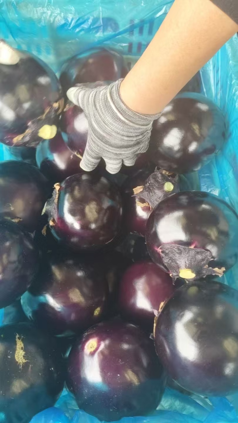 精品紫光圆茄，一手货源，保质保量，可对接电商商超，诚信经营