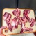 谷饲腹肉条