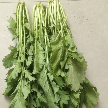 九头鸟鲜雪菜精品，通货，工厂货，现货售卖中。