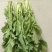 九头鸟鲜雪菜精品，通货，工厂货，现货售卖中。