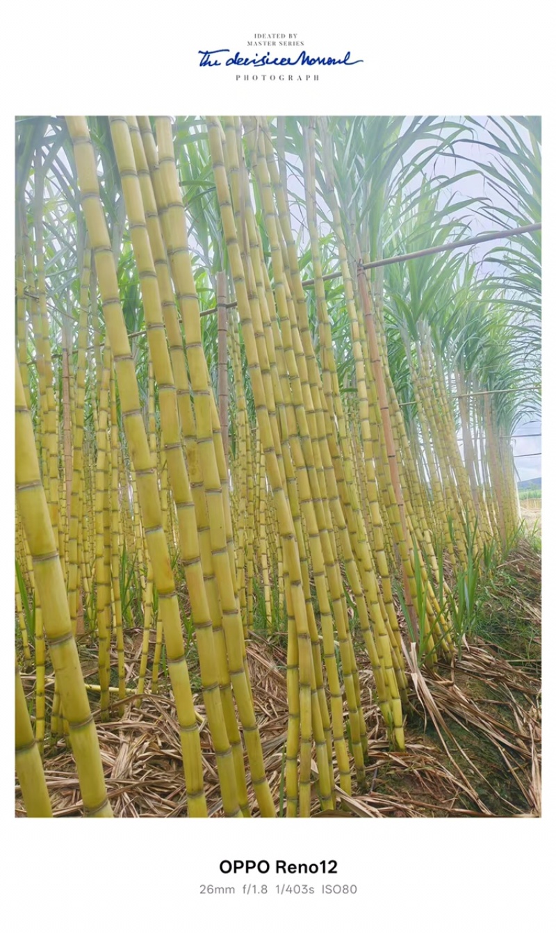 云南甘蔗黄金甘蔗产地直采无中间商口感纯甜质量三包