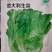 全年耐抽意大利耐热耐寒耐抽苔品质佳