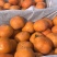 阳丰脆甜柿子
