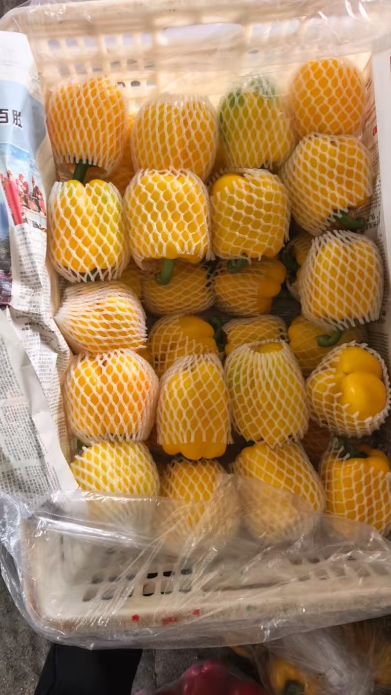 黄彩椒大量上市欢迎来电咨询，甜椒诚信为本，合作共赢