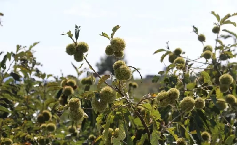 板栗/新鲜板栗/河南信阳浉河区板栗种植基地大量上市