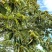 板栗/新鲜板栗/河南信阳浉河区板栗种植基地大量上市