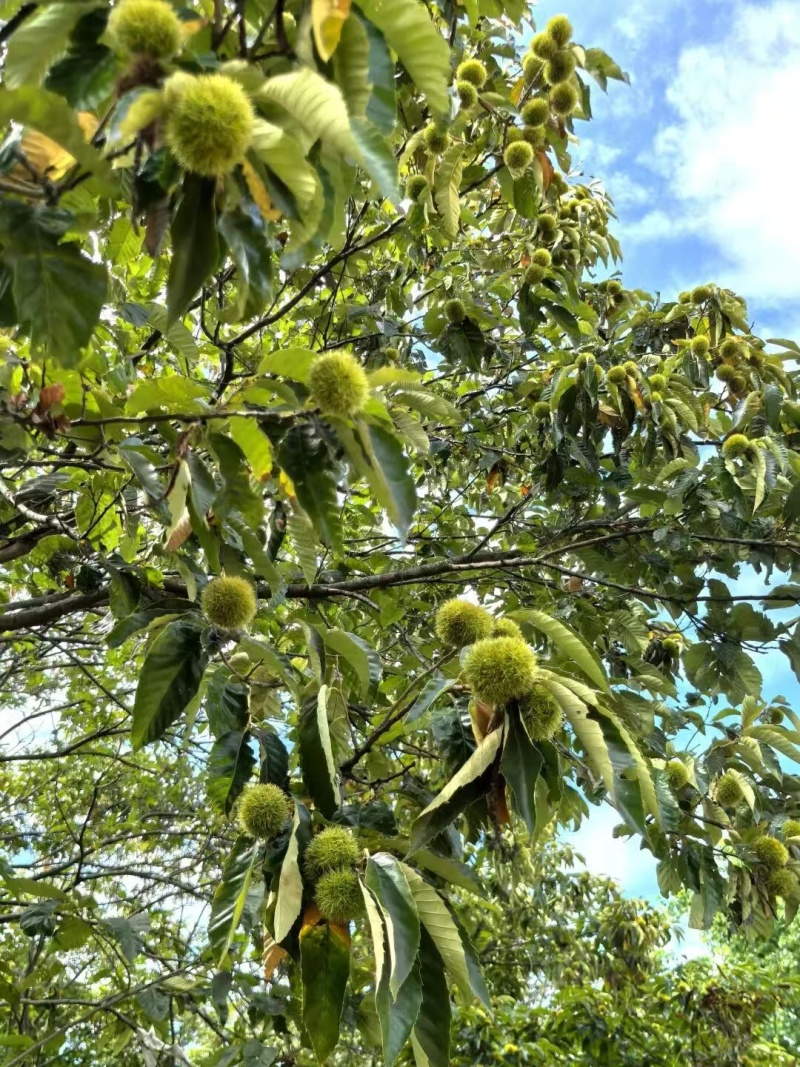 板栗/新鲜板栗/河南信阳浉河区板栗种植基地大量上市