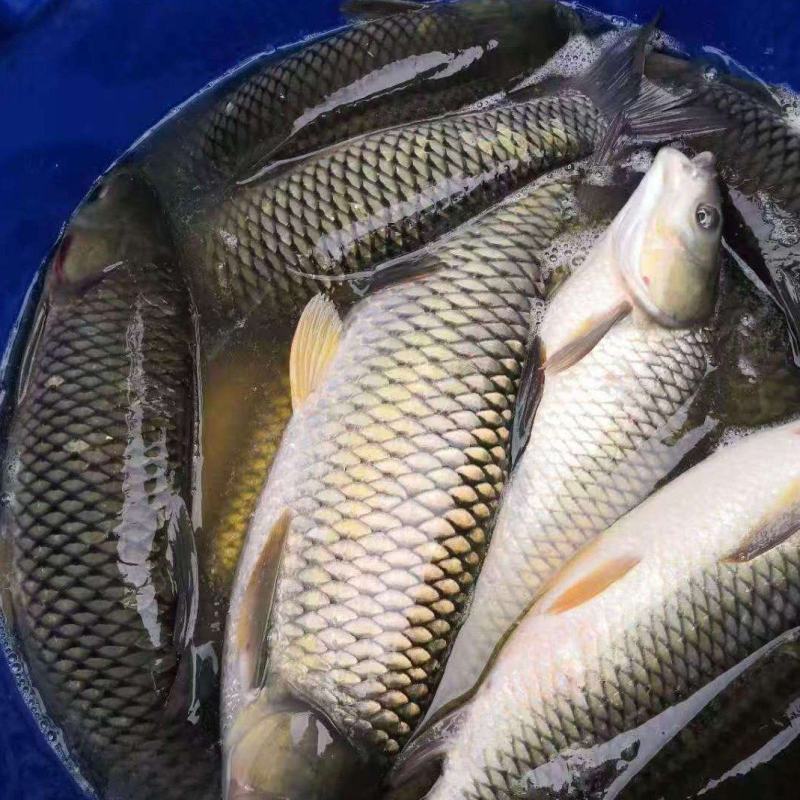 鱼/活鱼/草鱼/自家鱼塘养殖新鲜鱼类/鲫鱼/鳊鱼