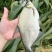 鱼/活鱼/草鱼/自家鱼塘养殖新鲜鱼类/鲫鱼/鳊鱼