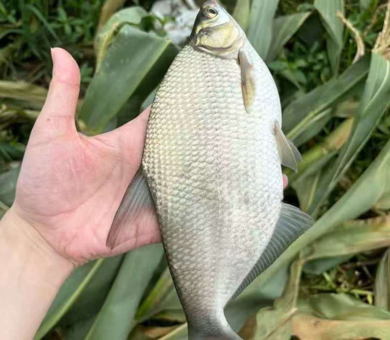 鱼/活鱼/草鱼/自家鱼塘养殖新鲜鱼类/鲫鱼/鳊鱼