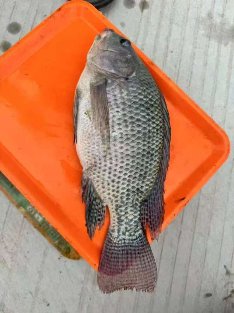 鱼/活鱼/草鱼/自家鱼塘养殖新鲜鱼类/鲫鱼/鳊鱼