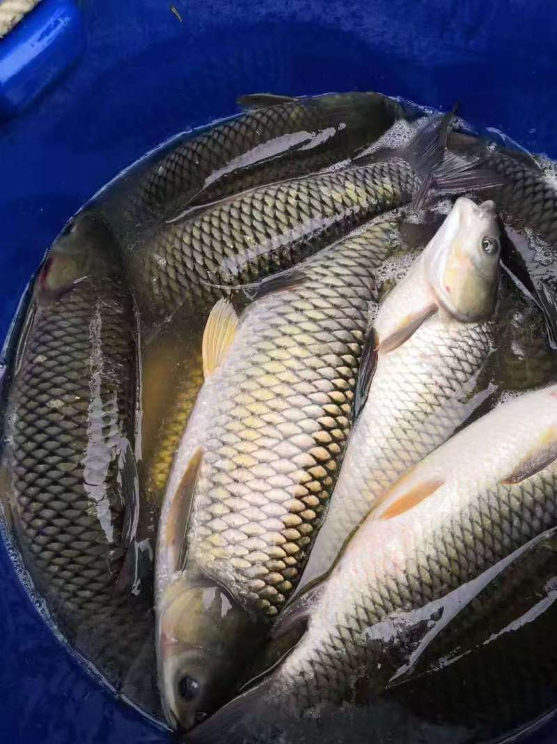 鱼/活鱼/草鱼/自家鱼塘养殖新鲜鱼类/鲫鱼/鳊鱼