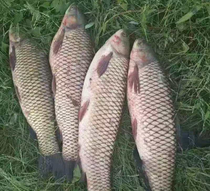 鱼/活鱼/草鱼/自家鱼塘养殖新鲜鱼类/鲫鱼/鳊鱼