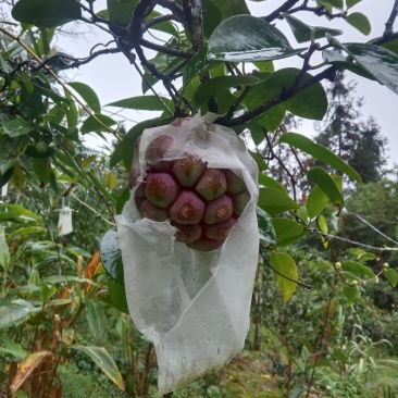 草果