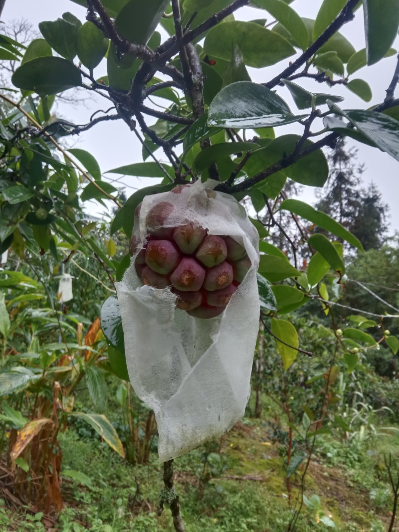 草果
